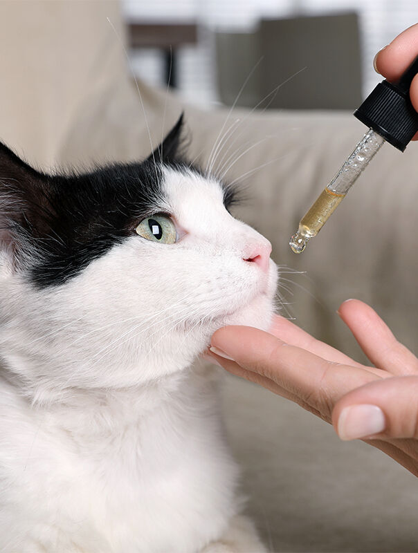 person feeding supplement to cat